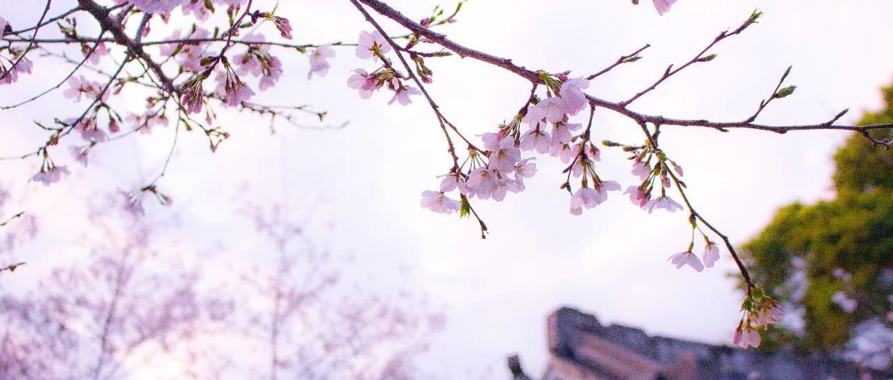 &ldquo;櫻花&rdquo;綻放，美景相隨！
